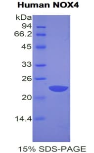 Human NOX4 Protein (Recombinant His)