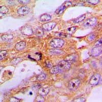 CASP9 / Caspase 9 Antibody (Internal)