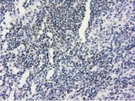 ANKRD53 Antibody (aa1-300, clone OTI1A7, Carrier-free)