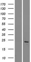CLDN22 / Claudin 22 Protein (Over-Expression Lysate Myc-DDK (Flag))