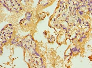 TEAD1 Antibody (aa135-215)