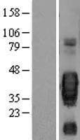 Human KITLG / SCF Protein (Over-Expression Lysate Myc-DDK (Flag))