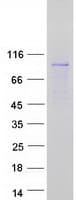 Human RAPH1 Protein (Recombinant Myc-DDK (Flag))
