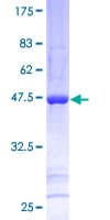 Human SNX12 Protein (Recombinant GST)