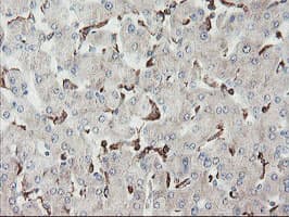 SENP2 Antibody (aa139-523, clone OTI3B12)
