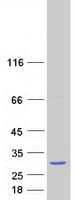 Human TRPT1 Protein (Recombinant Myc-DDK (Flag))