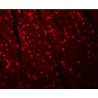 IHC-plus™ ANAPC10 / APC10 Antibody