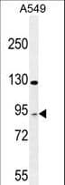TAGAP Antibody (aa103-129)