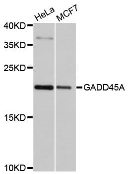 GADD45A / GADD45 Antibody