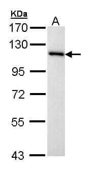 Polyclonal Rabbit anti-Human MCM3 Antibody (aa42-302, IHC, WB)