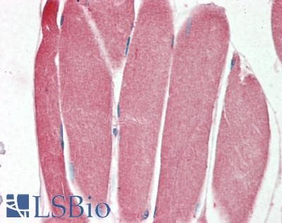 SNTA1 / Syntrophin Alpha 1 Antibody (clone 2.00E+12, Carrier-free)