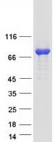 Human KIF1BP Protein (Recombinant Myc-DDK (Flag))