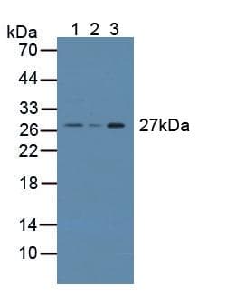 CRISP1 Antibody (aa20-244, Cy3)