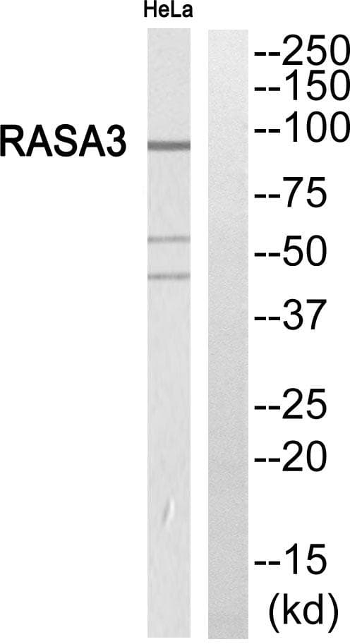 Polyclonal Rabbit anti-Human GAPIII / RASA3 Antibody (WB)