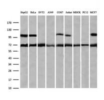 ZSCAN18 / ZNF447 Antibody (clone OTI2H7, Carrier-free)