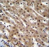 PNN / Pinin Antibody (aa209-239)