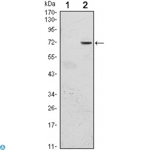 GFI1 Antibody