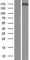 CDK13 / CDC2L5 Protein (Over-Expression Lysate Myc-DDK (Flag))
