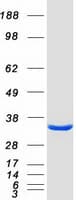 Human ECHDC3 Protein (Recombinant Myc-DDK (Flag))