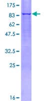 Human MAOA / Monoamine Oxidase Protein (Recombinant GST)