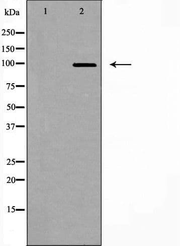 USP13 Antibody
