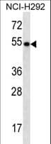 TBC1D3F Antibody (aa498-527)