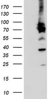 PDIA4 / ERP72 Antibody (clone OTI6B6)