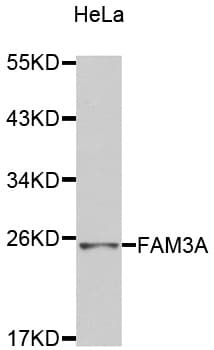 FAM3A Antibody