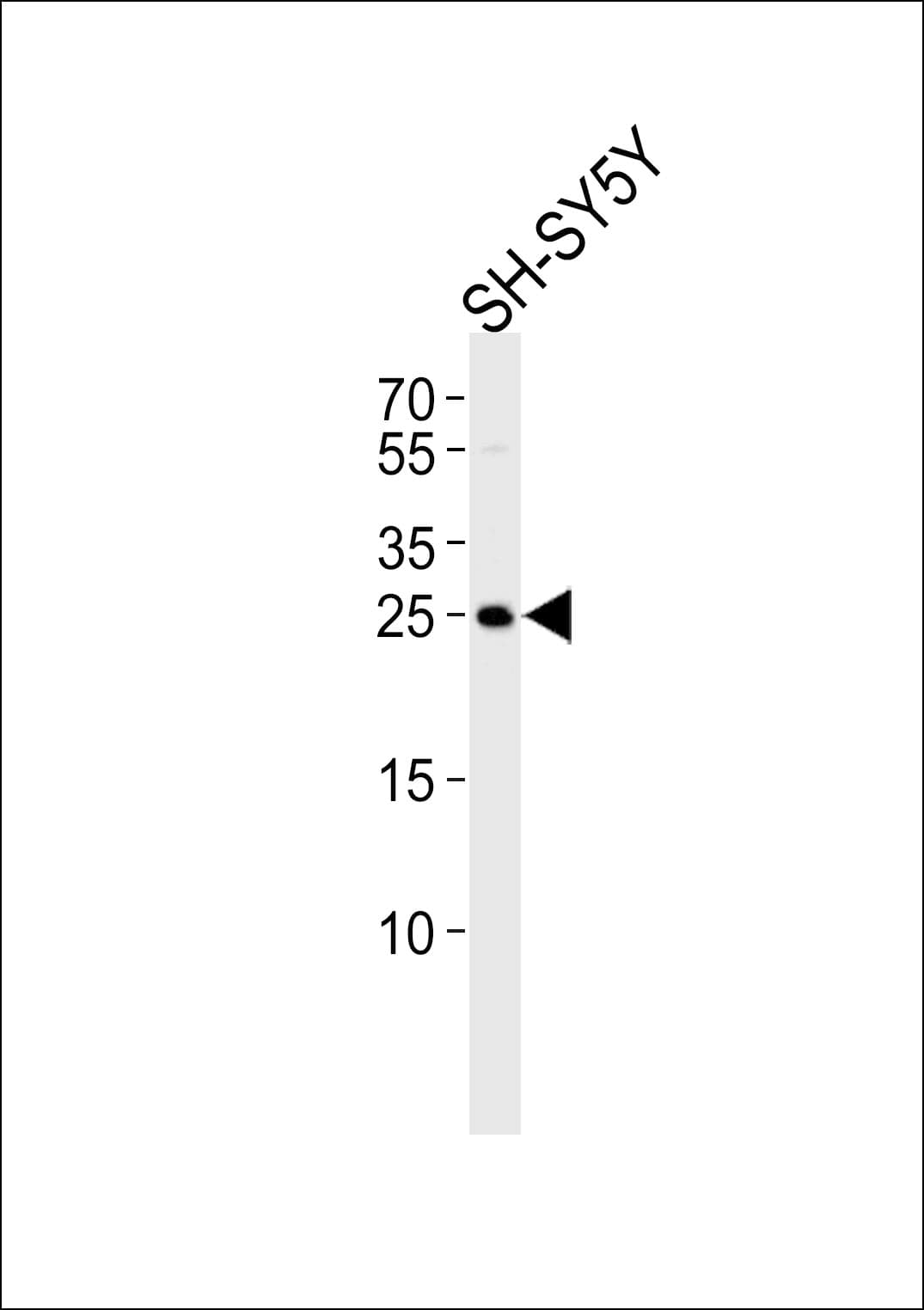 IHC-plus™ REG3G Antibody (aa89-116)
