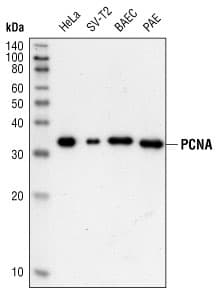 IHC-plus™ PCNA Antibody (clone PC10)