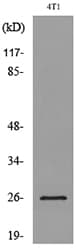 CD81 Antibody