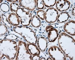 NME4 Antibody (clone OTI1A5)