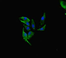 FAU / Fub1 Antibody