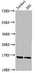 HIST1H3A Antibody