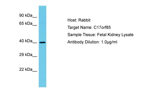 C17orf85 Antibody (aa515-564)