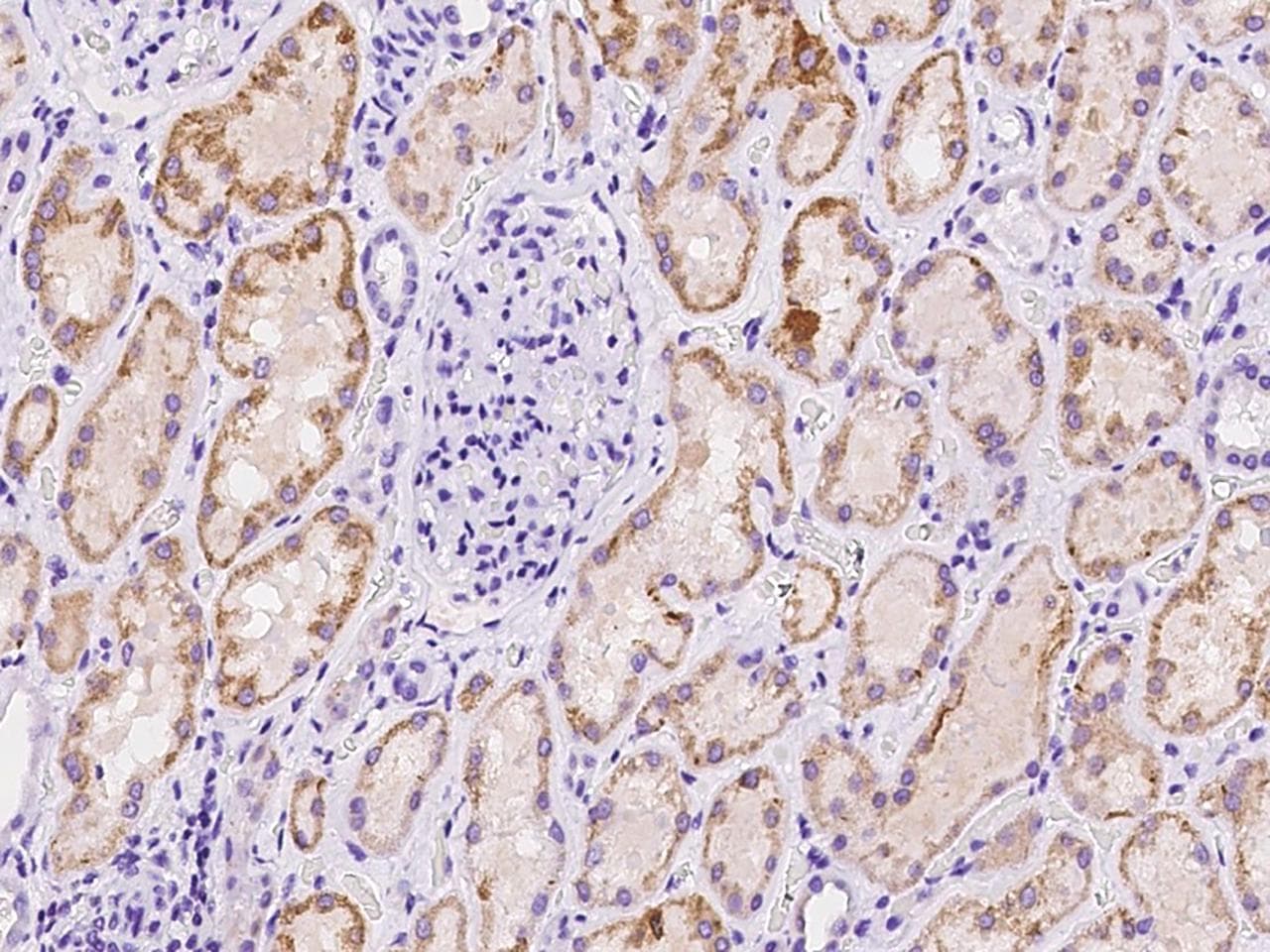 Polyclonal Rabbit anti-Human SFXN2 Antibody (IHC)