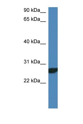 NDFIP2 Antibody (aa152-201)