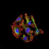Monoclonal Mouse anti-Human CYP3A4 / Cytochrome P450 3A4 Antibody (clone 3H8, IHC, IF, WB)