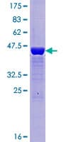 Human DCTPP1 / XTP3TPA Protein (Recombinant GST)