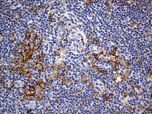 CD14 Antibody (aa20-367, clone OTI12C8)