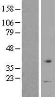 V1RL1 / VN1R1 Protein (Over-Expression Lysate Myc-DDK (Flag))