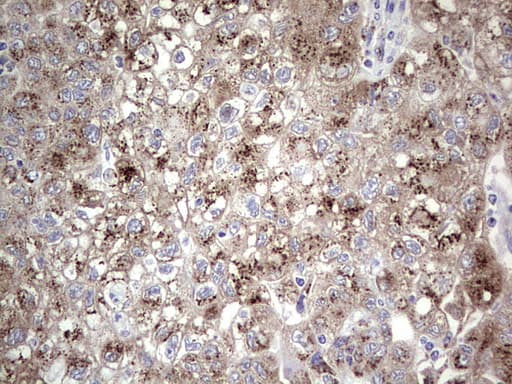 ALKBH1 / ALKB Antibody (aa1-245, clone OTI4C4)