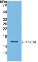IFN Gamma / Interferon Gamma Antibody (aa23-156, APC)