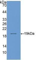 CD14 Antibody (aa125-288)