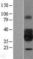 NPDC1 Protein (Over-Expression Lysate Myc-DDK (Flag))