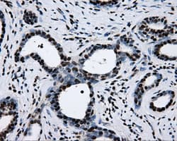 RPA2 / RFA2 / RPA34 Antibody (clone OTI9A1)