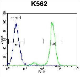 Villin-Like / VILL Antibody (aa385-412)