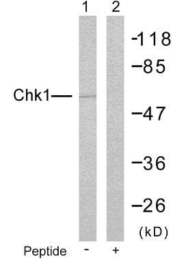 CHEK1 / CHK1 Antibody (p280)