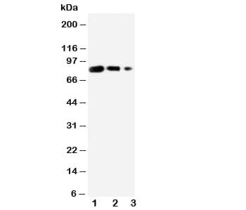 CD80 Antibody (aa57-71)