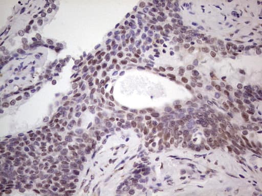 Monoclonal Mouse anti-Human BHLHE41 / BHLHB3 / SHARP1 Antibody (clone OTI10B11, aa1-297, IHC, WB)